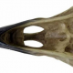 Craniu decoratiune V16 Corvus Alchemica (Colectia Alchemy Vault) - image 3