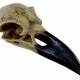 Craniu decoratiune V16 Corvus Alchemica (Colectia Alchemy Vault) - image 1